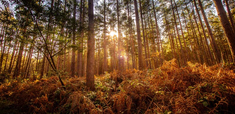 Swinley Forest, Bracknell, Berkshire
